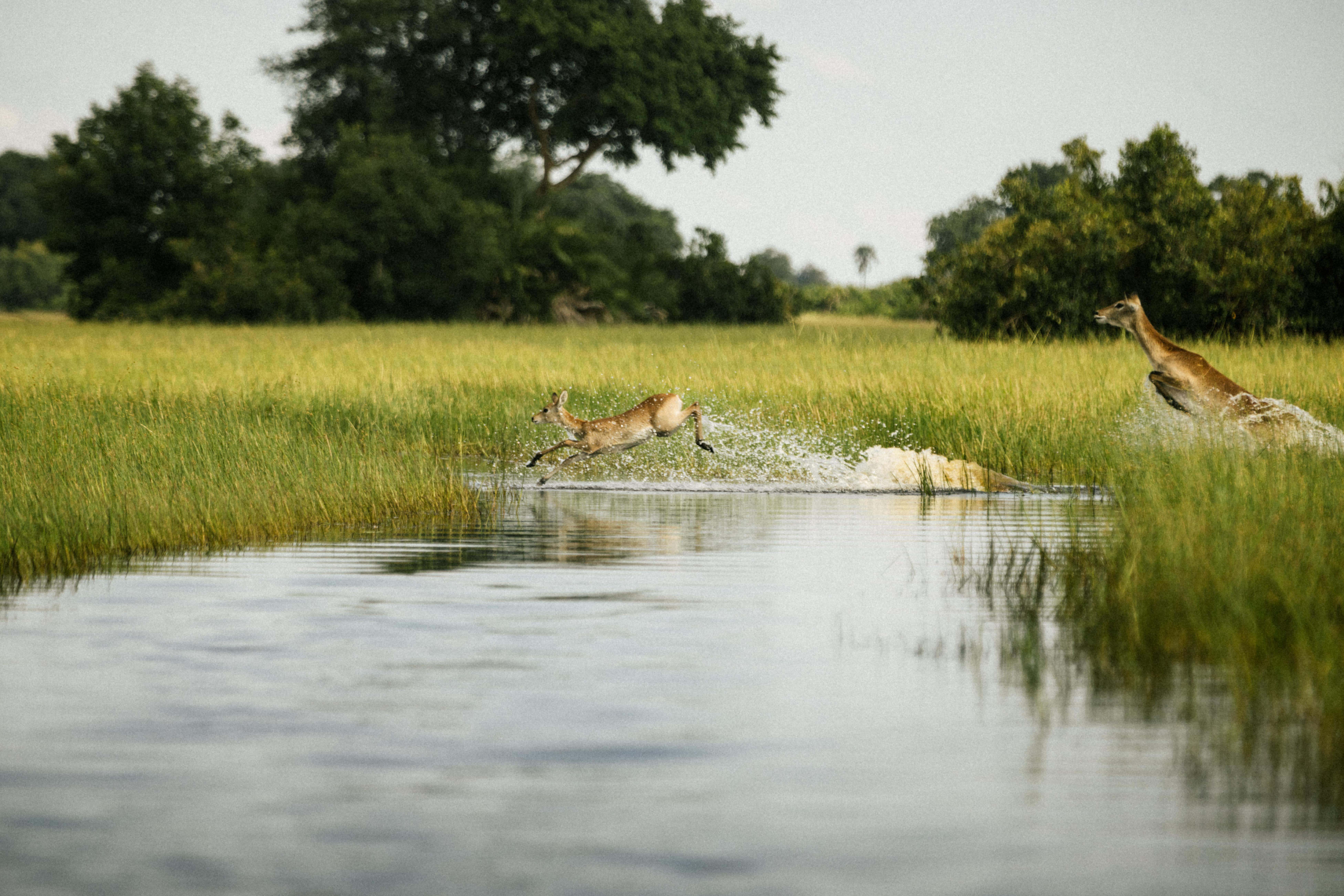Explore the Okavango Delta on a Luxury Botswana Safari